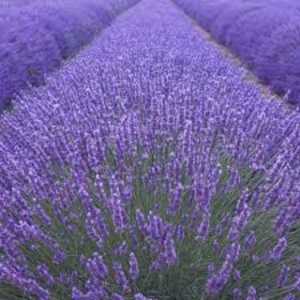 Lavender Munstead