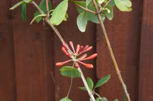 Lonicera Dropmore Scarlet, in bud