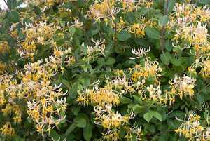 Lonicera Periclymenum Graham Thomas