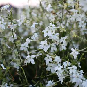 Nicotiana alata ‘Grandiflora