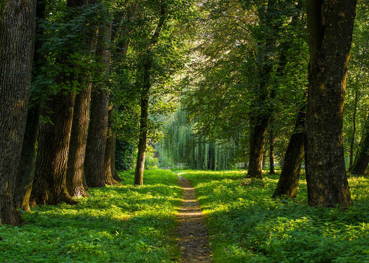 You Are Helping Us to Create Tomorrow's Forests 