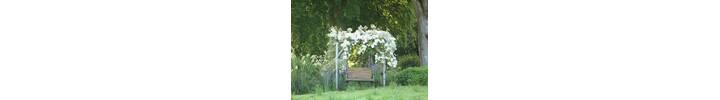 Pergola &amp; Rose small size.jpg