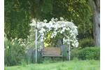 Pergola & Rose small size.jpg