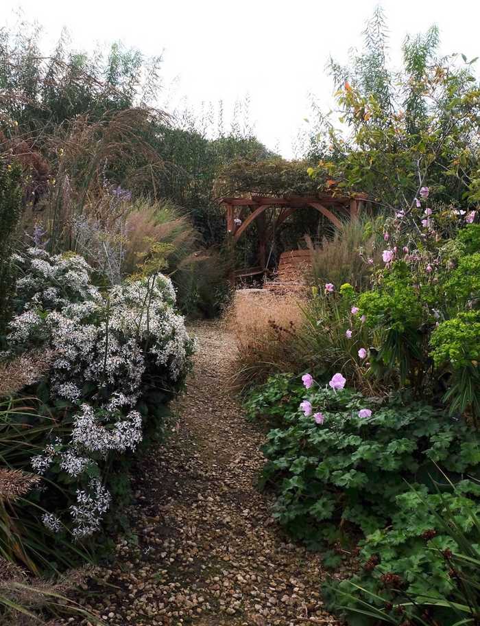 ... the random planting of pink anenome ...