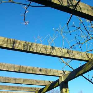Pergola in Winter