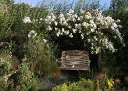 Why oak pergolas make for gorgeous garden design