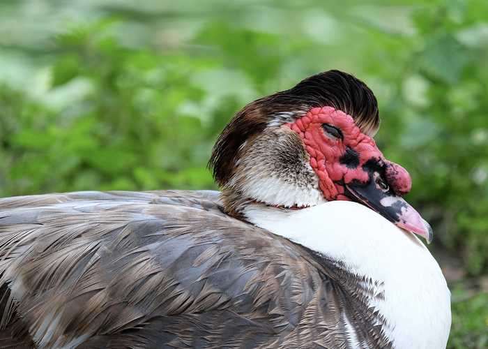 A content Muscovy duck having a snooze by the lakeside.