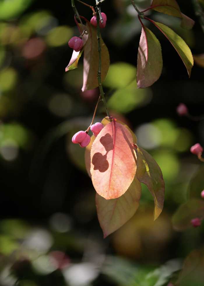 The curious fruits of the spindle, Euonymus europaeus ..