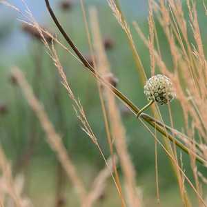 .. Cephalaria gigantea weaving through the ornamental grasses ...