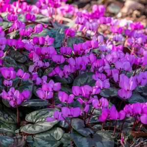 Cyclamen coum