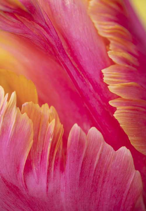 Tulipa ‘Amazing Parrot’ – Morton Hall
