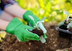 Gardening gloves: a 6-step guide