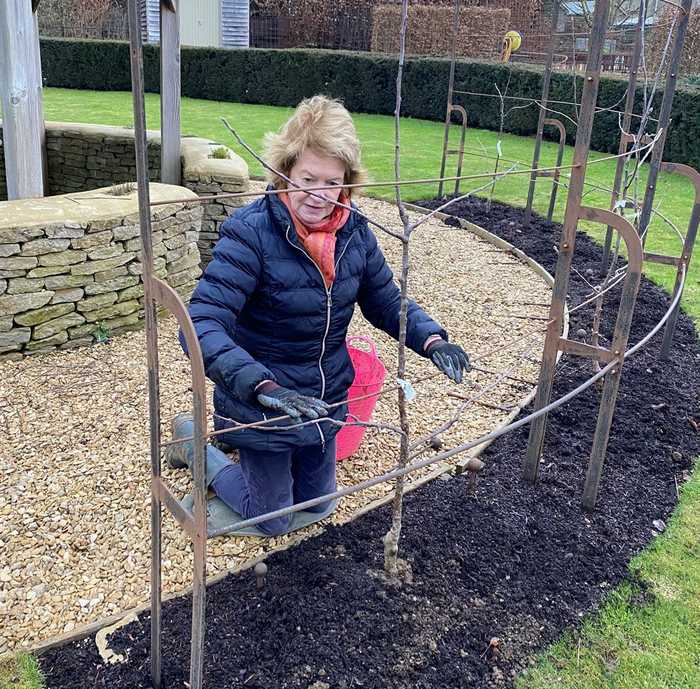 Lesley Ann planting the espallier trellis in January 2021