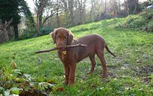 Drogo as a puppy