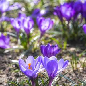 Crocus tommasinianus ‘Whitewell Purple’