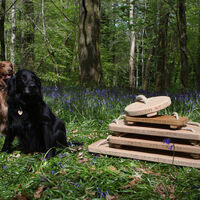 bluebell stack with dogs.jpg