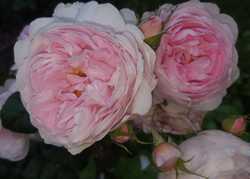 National Gardening Week, Looking at Roses by Katherine Crouch