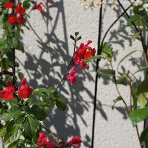 Salvia on trellis of a roof garden