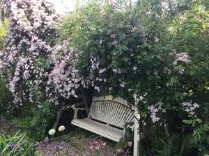 Clematis creating natural shade