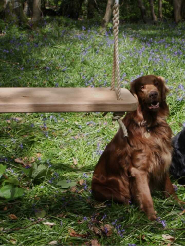 Single Ropeswing 1.jpg