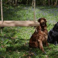 Single Ropeswing 1.jpg