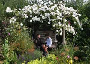 Rosa Kiftsgate over Pergola