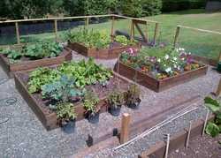 Planning a Vegetable Garden