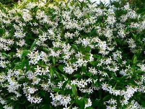 Star Jasmine