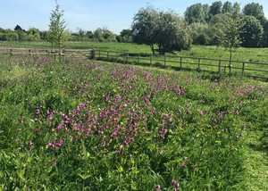 The Wild Flower Meadow