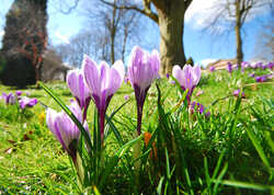 Welcome Back to Spring Plant Fairs