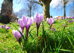 Welcome Back to Spring Plant Fairs 