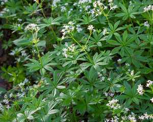 sweet woodruff sweet woodruff