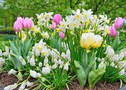 Spring Will Soon Be Springing <br> by Katherine Crouch