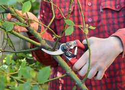 A Rough Guide to Winter Pruning <br> by Katherine Crouch