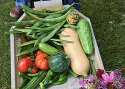 Home Grown by Anna Sissons