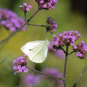 Verbena Bonariensis Lollipop