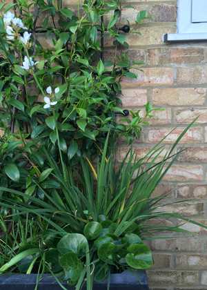 Evergreen scented Trachelospurnum jasminoides, Libertia, Asarum europeaum