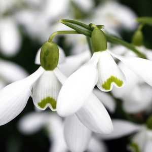 Galanthus S.Arnott