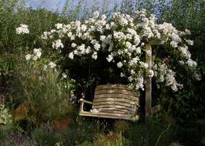 Same Pergola, 2 years on