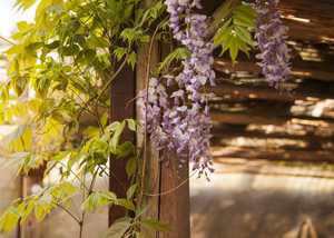 Wisteria Over Pergola