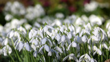Snowdrop Time By Alison Moore