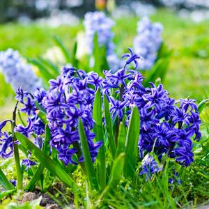 Hyacinth ‘Delft Blue’