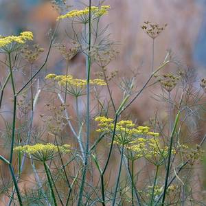 ... Fennel seed heads in the Sitting Spiritually garden ... the birds love them!
