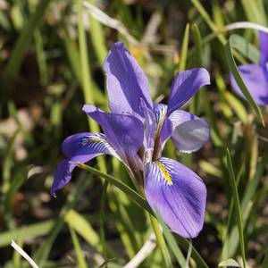Iris unguicularis ‘Mary Barnard’
