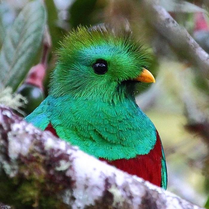 Resplendent quetzal (Pharomachrus mocinno) in Costa Rica. Photo credit: ryanacandee (https://www.flickr.com)