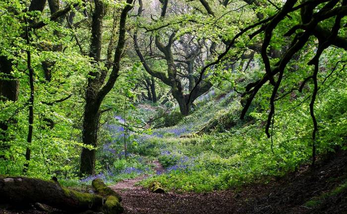 Bluebell Woodland – Photo credit: Alison Day (https://www.flickr.com)